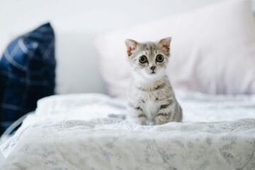 Misiune (Im)posibilă? Cum găsești o chirie în București dacă ai un animal de companie