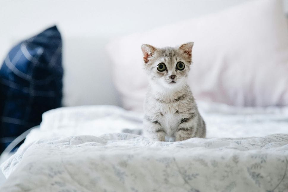 Misiune (Im)posibilă? Cum găsești o chirie în București dacă ai un animal de companie